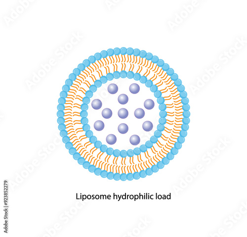 Liposome, with hydrophilic loads. Phospholipids, Drug encapsulation. Vector illustration.