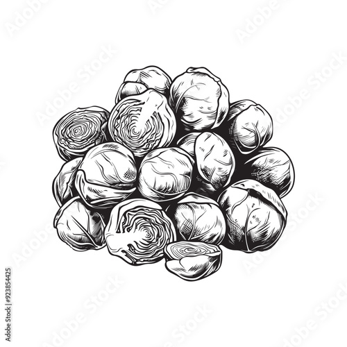 Vector drawing of brussel sprouts on white background - black and white sketch of brussel sprouts