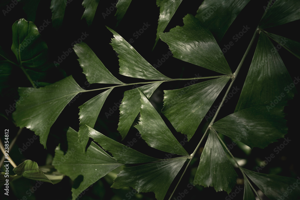 Fototapeta premium lush green jungle plants tropical natural environment feel
