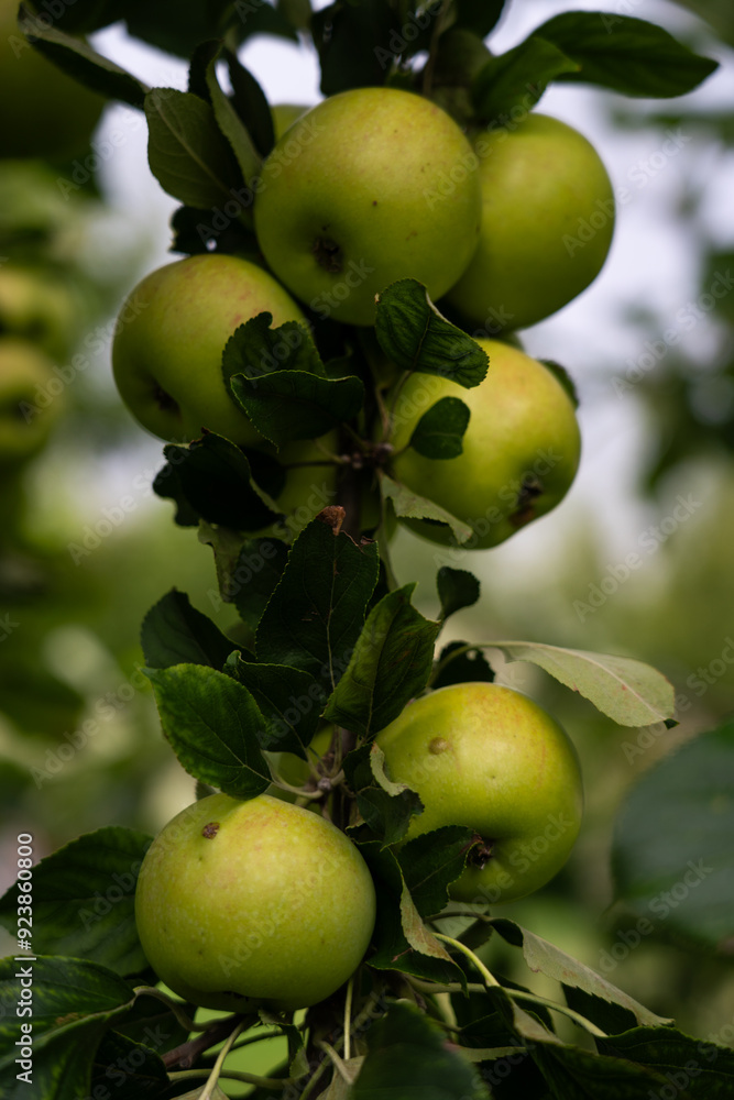 There are many apple trees on the branch. A young, fertile apple tree. Apples There are many apple trees on the branch. A young, fertile apple tree. Apples