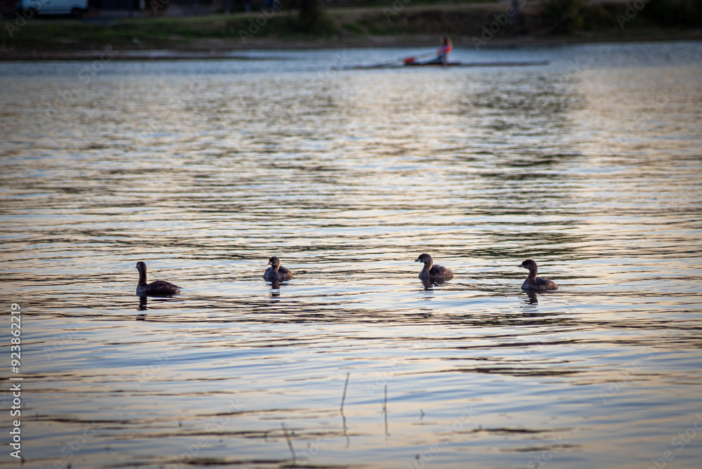 Tiny ducks swimming on calm lake waters while people enjoy rowing in the background Tiny ducks swimming on calm lake waters while people enjoy rowing in the background
