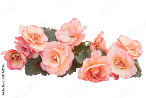 Wallpaper Mural High-quality image of exquisite begonia flowers, isolated on a pristine transparent background, highlighting their unique textures and shades. Torontodigital.ca