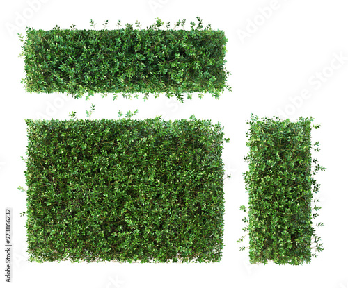 boxwood hedges wall front view, top view, side view isolated on white background