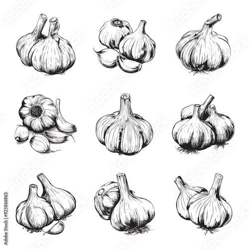 Set of garlic vector illustrations - hand drawn garlic - black and white garlic isolated on white background