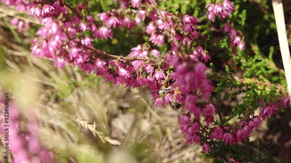 A close-up of a bee actively pollinating vibrant pink heather flowers, showcasing the intricate relationship between insects and plants in nature. The blurred background emphasizes the floral A close-up of a bee actively pollinating vibrant pink heather flowers, showcasing the intricate relationship between insects and plants in nature. The blurred background emphasizes the floral