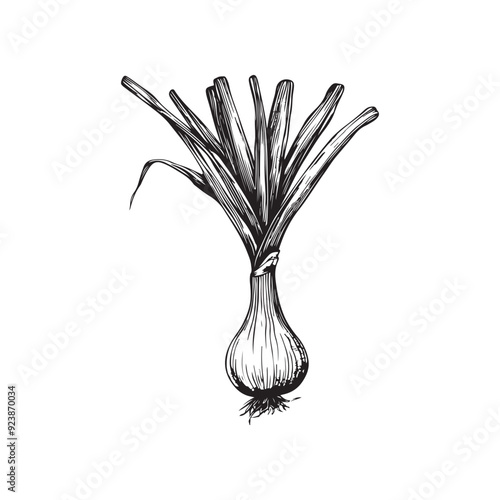 Vector drawing of leek on white background - black and white sketch of leek