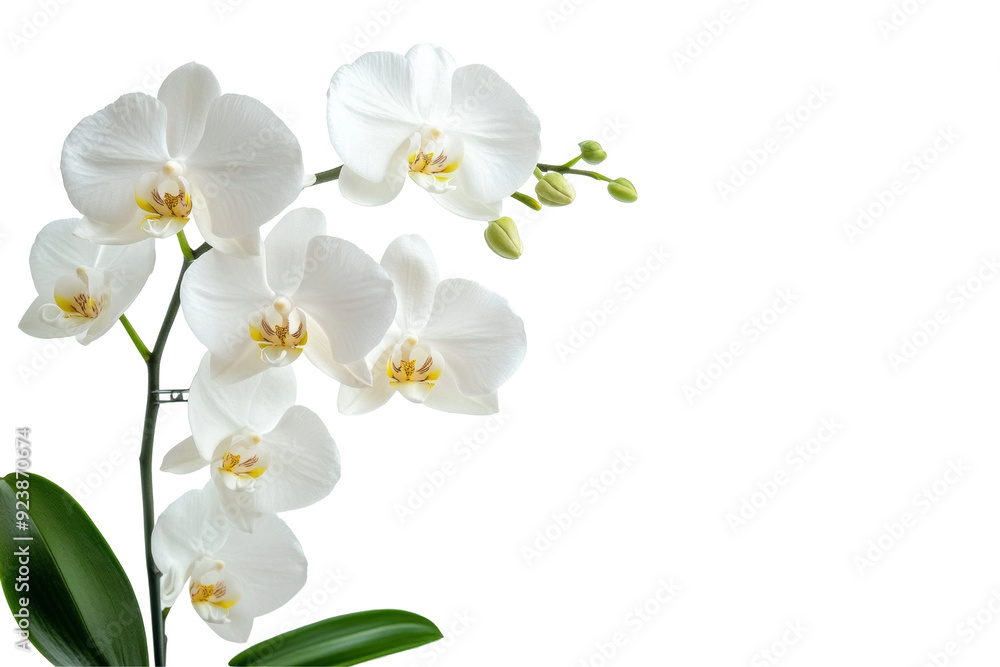 Obraz premium Beautiful Moon Orchid plant displayed in an exquisite pot, highlighting its rich colors and delicate blooms, creating an elegant focal point in any setting.