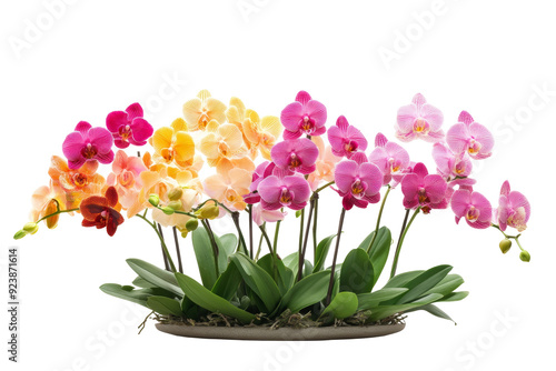 A beautiful display of vibrant orchid flowers in a pot, elegantly isolated against a pristine transparent background, showcasing their exquisite colors and delicate features.