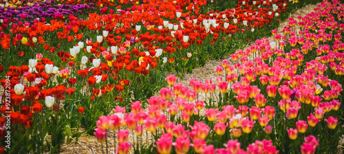 flowers in the garden