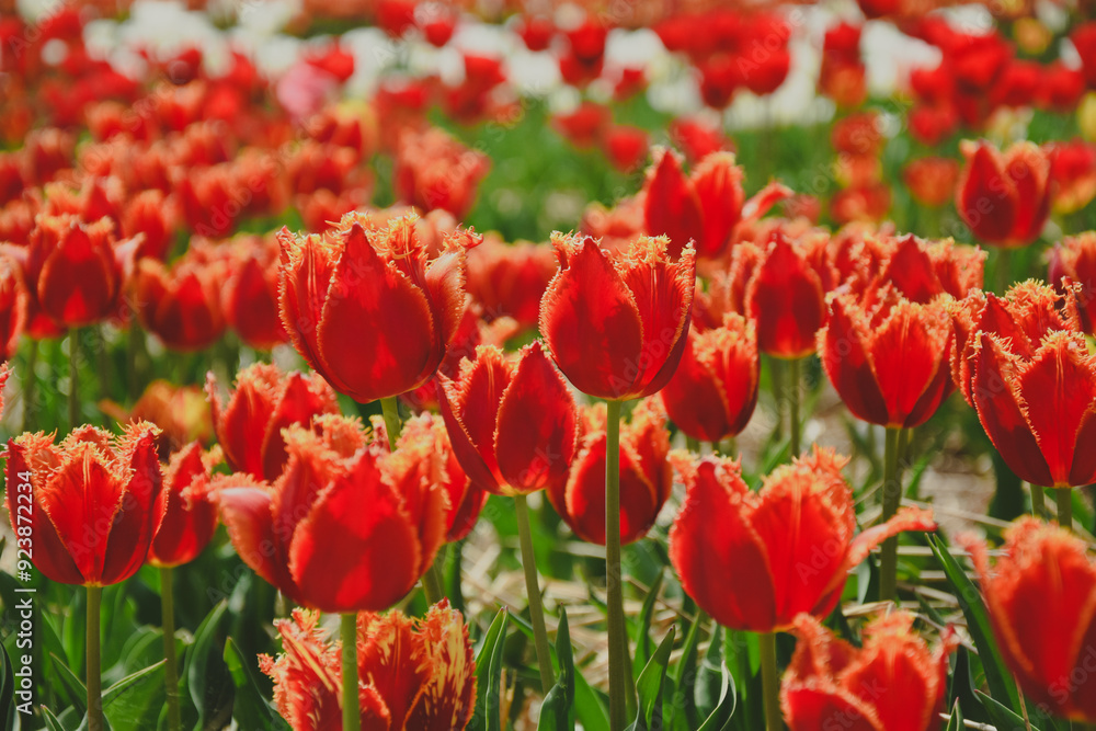 Obraz premium field of tulips