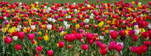 field of tulips