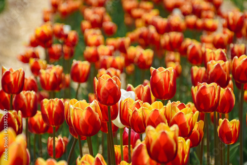 red and yellow tulips