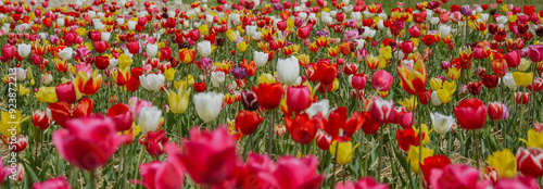 field of tulips