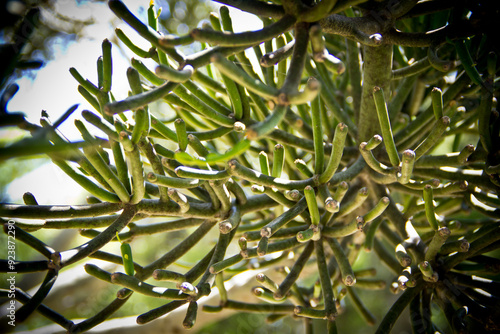 Wallpaper Mural Tropical forest foliage close-up at Puerto Escondido, Mexico.  Torontodigital.ca