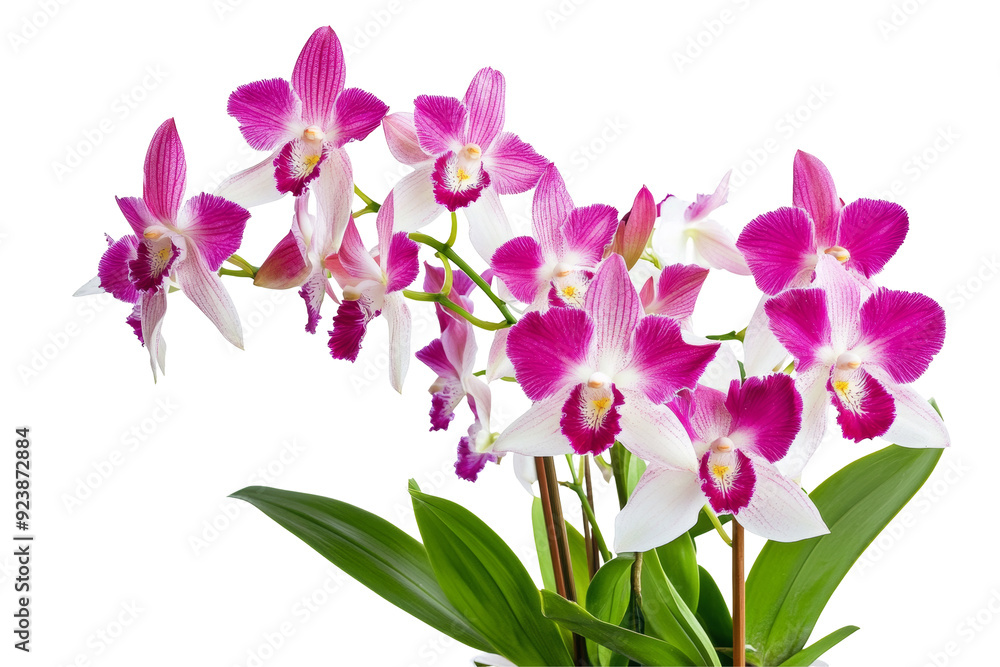 Obraz premium Elegant display of Dendrobium orchids in a pot, perfectly isolated on a clean transparent background, highlighting their intricate blooms and refreshing beauty.