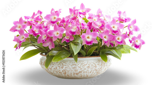 Wallpaper Mural Captivating display of Dendrobium orchids in a decorative pot, isolated on a bright transparent background, showcasing their vibrant colors and elegant blooms. Torontodigital.ca