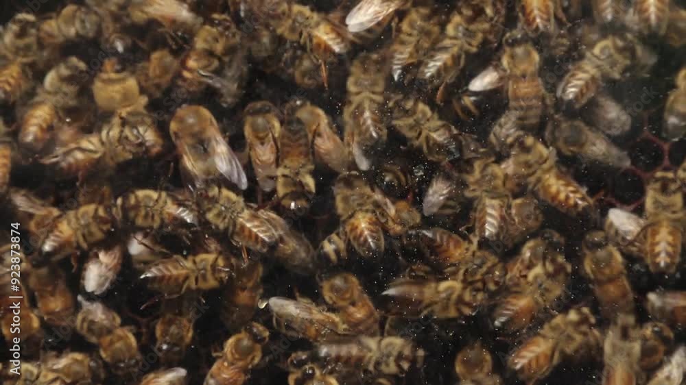 A detailed close-up of a dense swarm of bees clustering together on a honeycomb. The image captures the intricate activity of the bees as they work within the hive, showcasing the complex structure A detailed close-up of a dense swarm of bees clustering together on a honeycomb. The image captures the intricate activity of the bees as they work within the hive, showcasing the complex structure