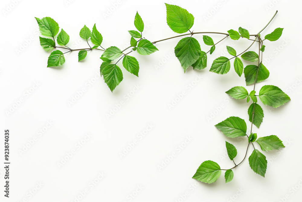 Vibrant green leaves on a delicate branch over a stark white background, symbolizing freshness and natural beauty. Vibrant green leaves on a delicate branch over a stark white background, symbolizing freshness and natural beauty.