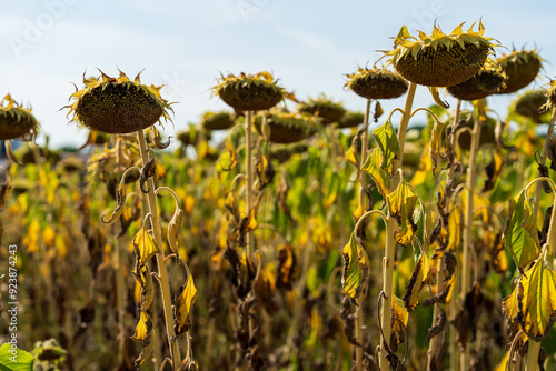 Sonnenblumen beim Verwelken