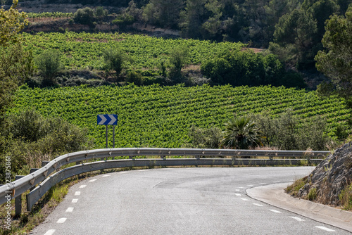 A winding road running alongside a lush vineyard with endless rows of grapevines under a clear blue sky, forming a picturesque and inviting rural landscape scene in Penedes wine region in Spain photo