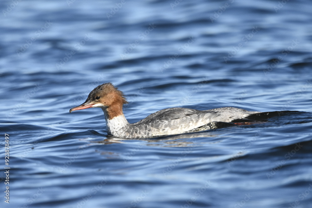 Common merganser on the Baltic Sea, Poland Common merganser on the Baltic Sea, Poland