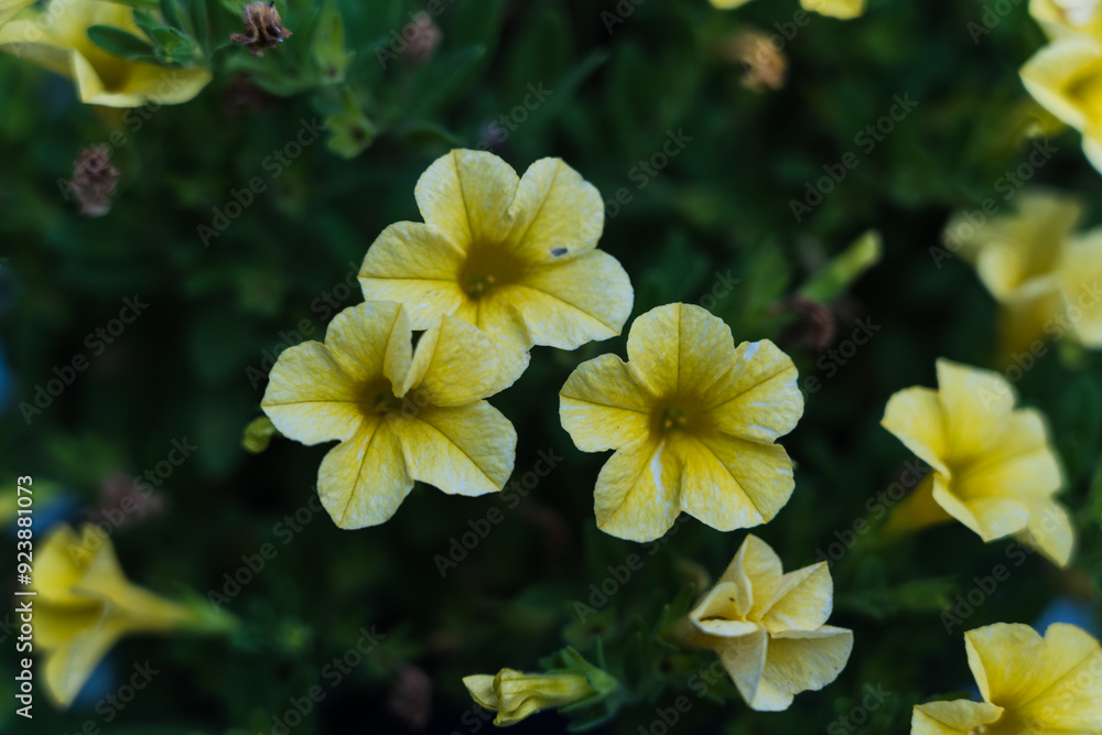 Surfinia. Yellow Surfinia Flowers. A flowerbed in which yellow flowers grow Surfinia. Yellow Surfinia Flowers. A flowerbed in which yellow flowers grow