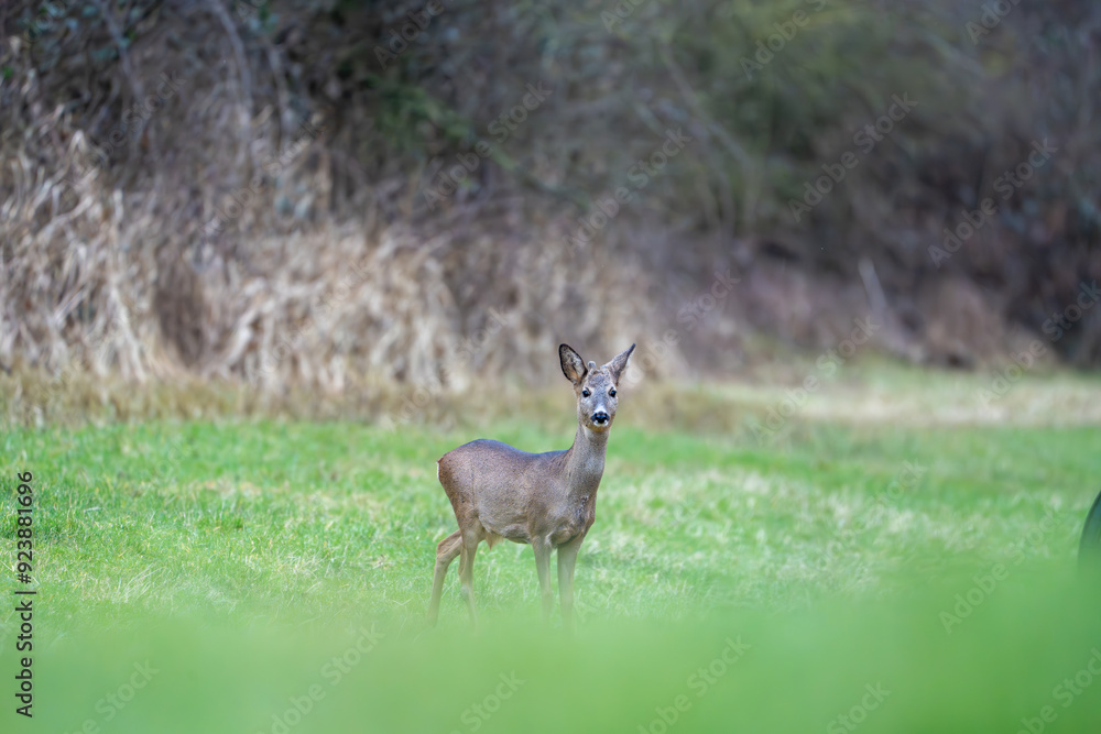 Deer in search of food in spring Deer in search of food in spring