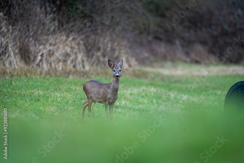 Deer in search of food in spring photo