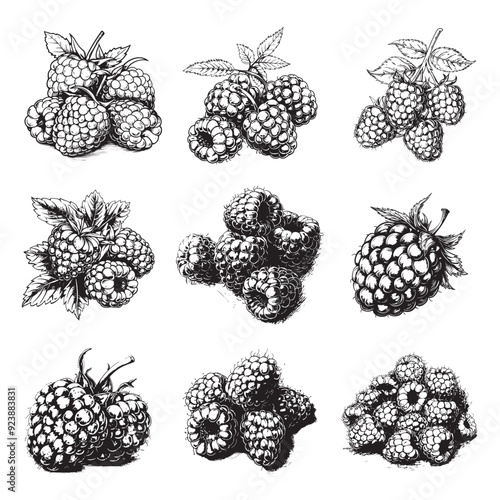 Set of raspberry vector illustrations - hand drawn raspberries - black and white raspberries isolated on white background
