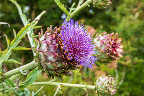 Fotografie Cardoon - Cynara cardunculus L.