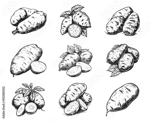 Set of sweet potato vector illustrations - hand drawn sweet potato - black and white sweet potato isolated on white background