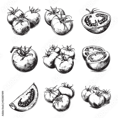 Set of tomatoes vector illustrations - hand drawn tomatoes - black and white tomatoes isolated on white background