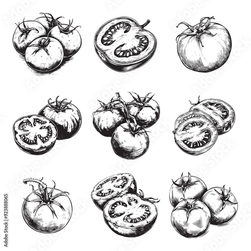 Set of tomatoes vector illustrations - hand drawn tomatoes - black and white tomatoes isolated on white background
