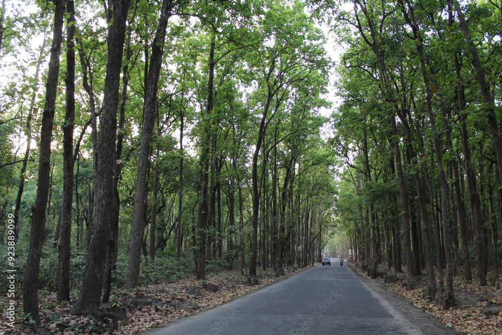 Fototapeta premium Beautiful nature photography. forest photography