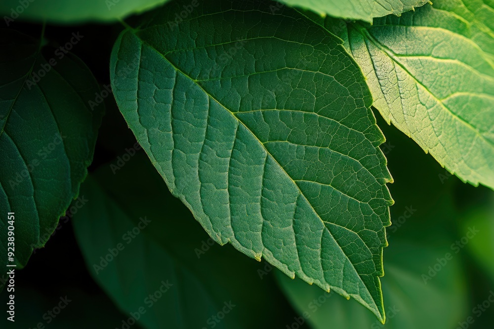 Macro leaves background , ai Macro leaves background , ai