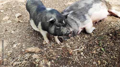 Schwein, Hausschwein, Zoo, Tiere, Wildschwein
