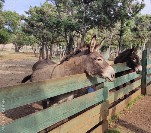 Esel, Pferde, Tiere im Tierpark,