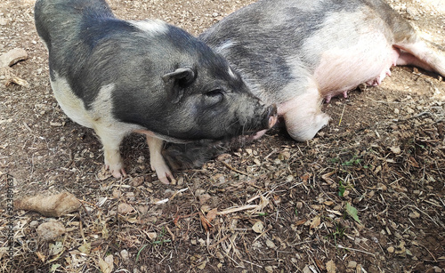 Schwein, Hausschwein, Zoo, Tiere, Wildschwein