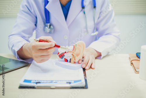 Doctor with human ear anatomy model, ear disease, otitis media, perforated eardrum, Meniere's disease, otolaryngology, hearing loss in the elderly, Schwann tumor
