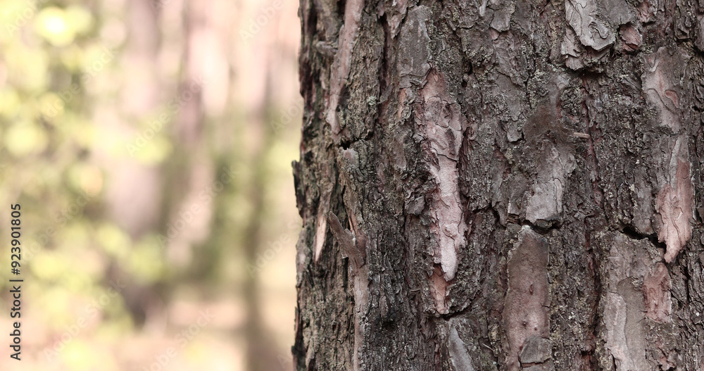Pine tree, bark close-up. Close-up of pine bark in the forest for a natural background. Nature. Details. Focus on pine tree trunk with blurred background
