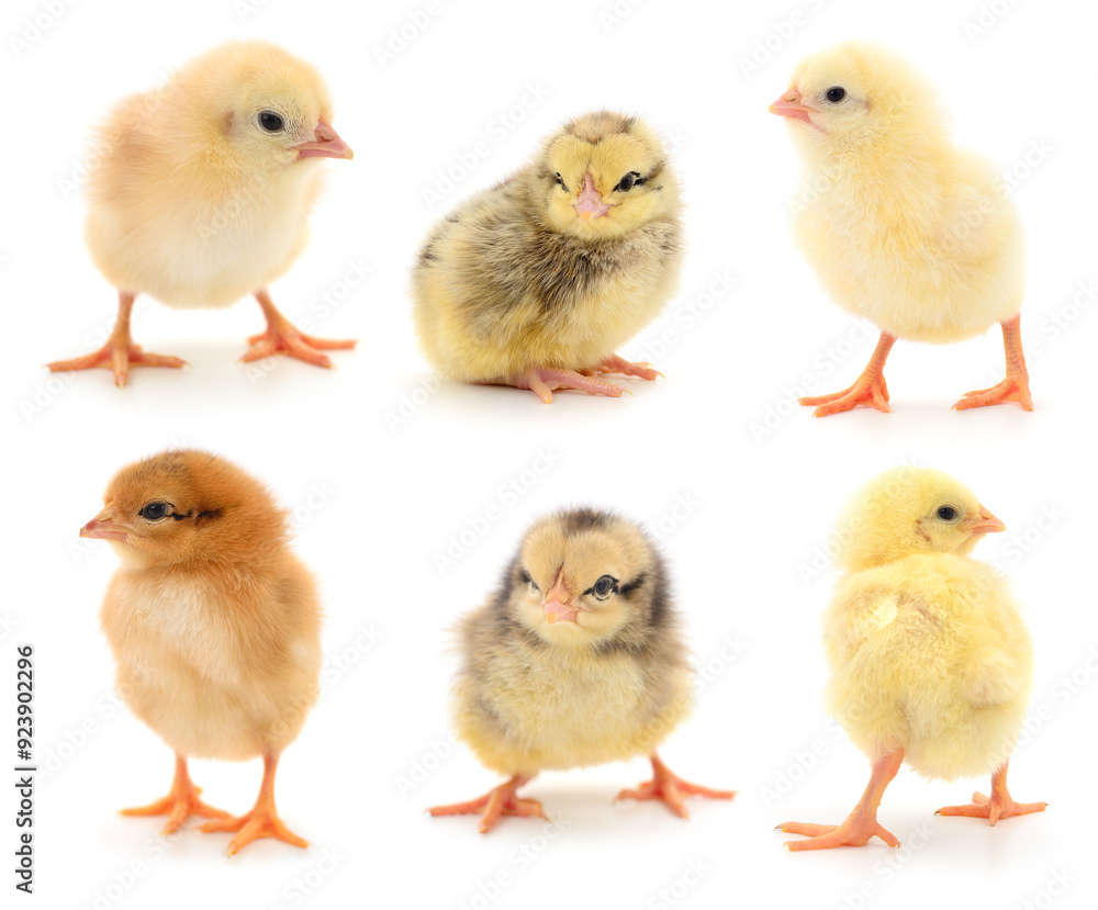 Set of small yellow chickens Set of small yellow chickens