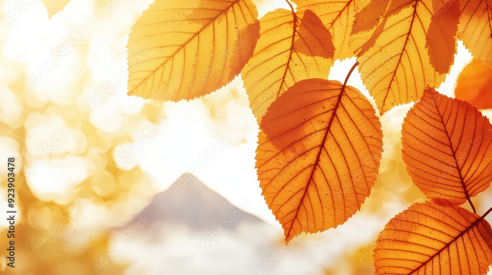 Golden autumn leaves glow in warm sunlight, creating a serene backdrop with a distant mountain view. Golden autumn leaves glow in warm sunlight, creating a serene backdrop with a distant mountain view.
