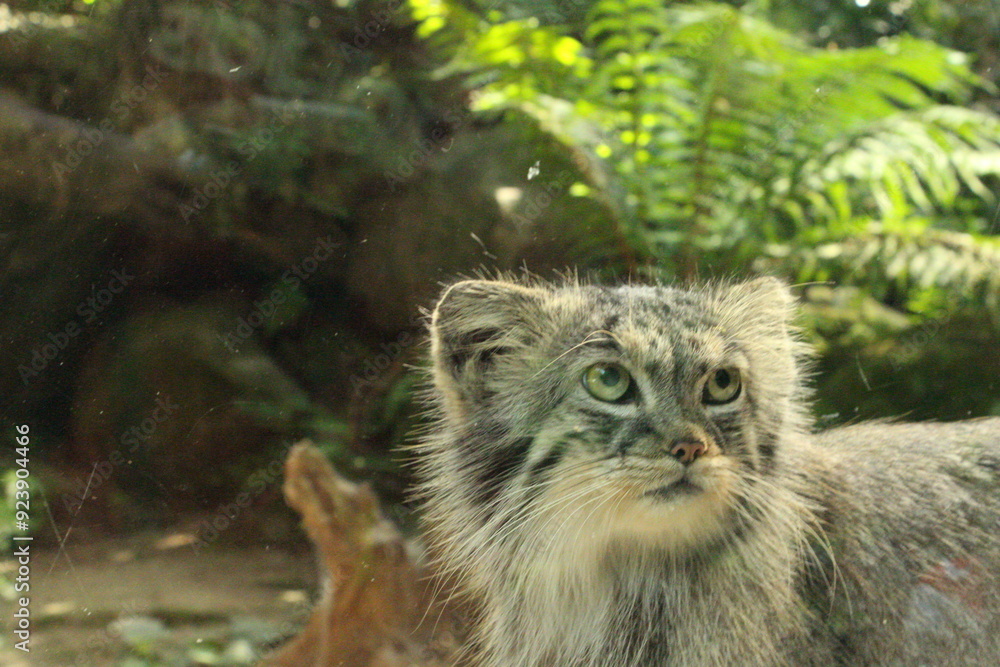 A Pallas cat inside the Torbiera Park (Piemonte,Agrate) A Pallas cat inside the Torbiera Park (Piemonte,Agrate)