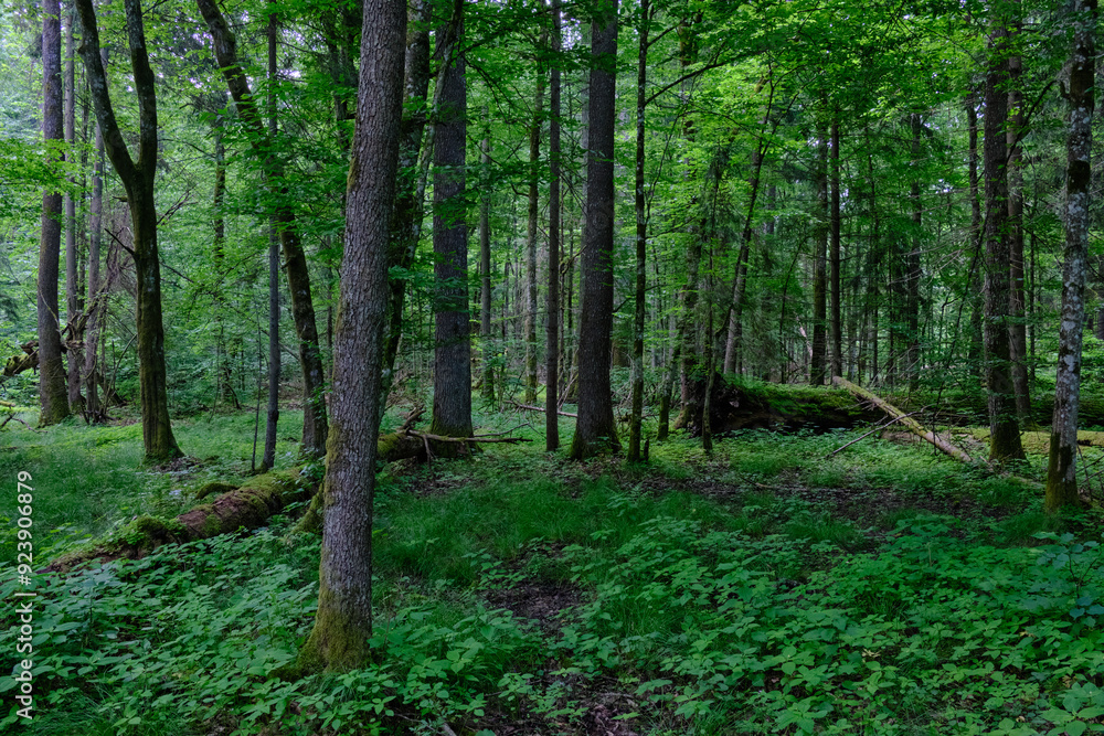 Springtime deciduous stand with old trees Springtime deciduous stand with old trees