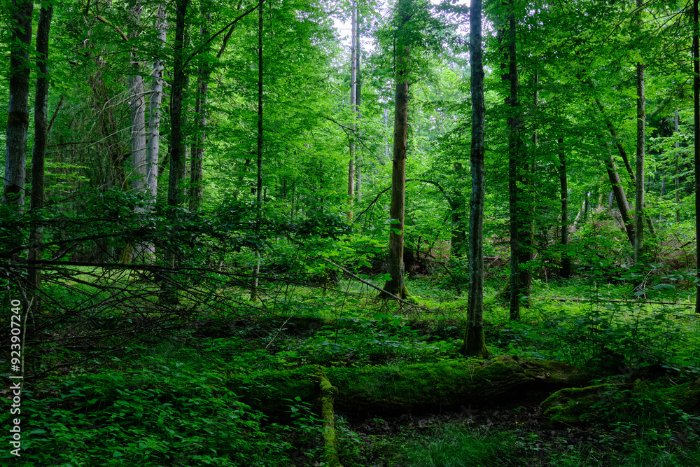 Springtime deciduous stand with old trees