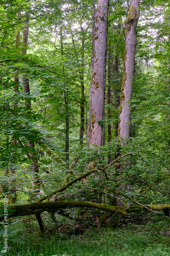 Fototapeta premium Springtime deciduous stand with old trees
