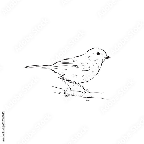A great tit bird drawing in black and white. Line drawn side profile bird. Hand drawn bird vector.