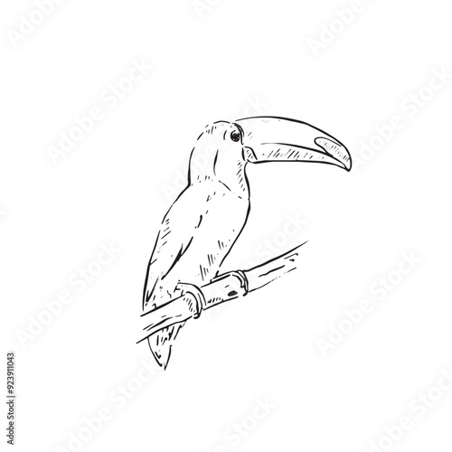 A hand drawn toucan in black and white line. The toucan is facing right side profile and sits on a branch. Vector of a exotic bird.