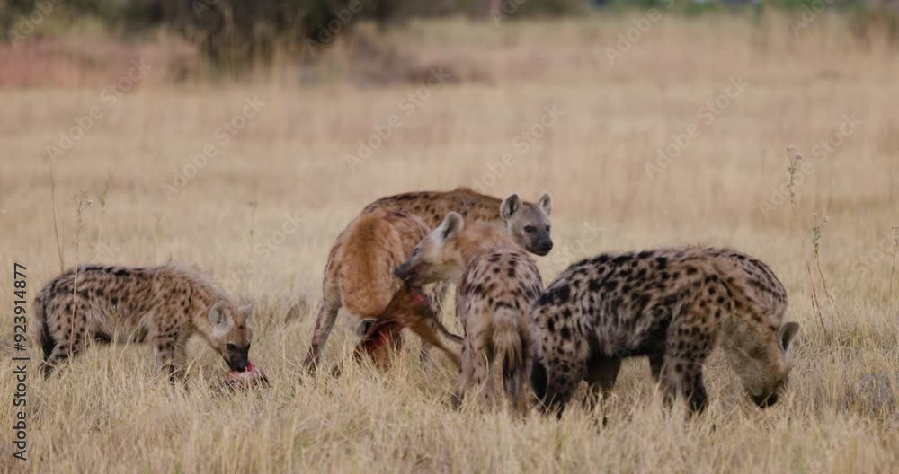 Close-up. Small group of Spotted Hyena feeding off an impala carcass Close-up. Small group of Spotted Hyena feeding off an impala carcass