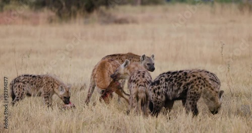 Close-up. Small group of Spotted Hyena feeding off an impala carcass